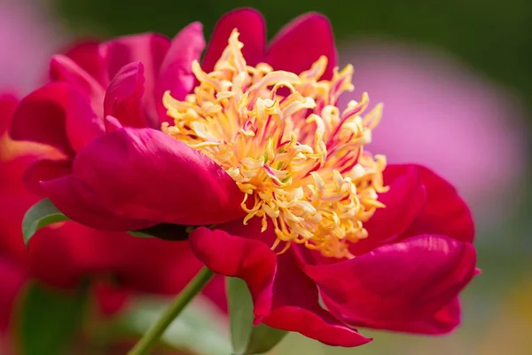 Closeup View Flower Peony — Stock Photo, Image