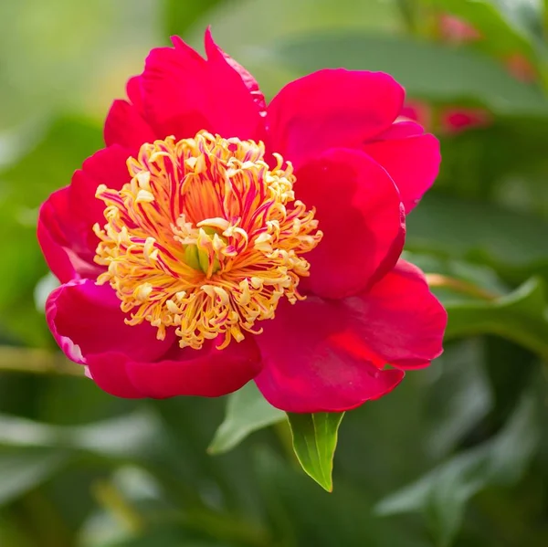 牡丹の花の近景 — ストック写真