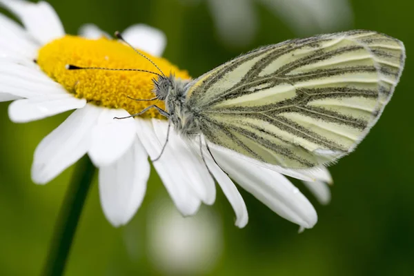 マルグリットに羽を折り白い菜の花 — ストック写真