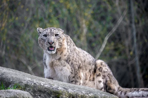 Cheetah Cat Leopard Animal — Stock Photo, Image