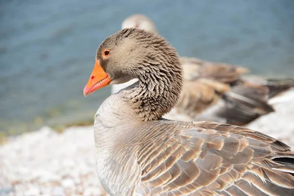 Bellissimo Genere Uccelli Acquatici Anser Spagna — Foto Stock