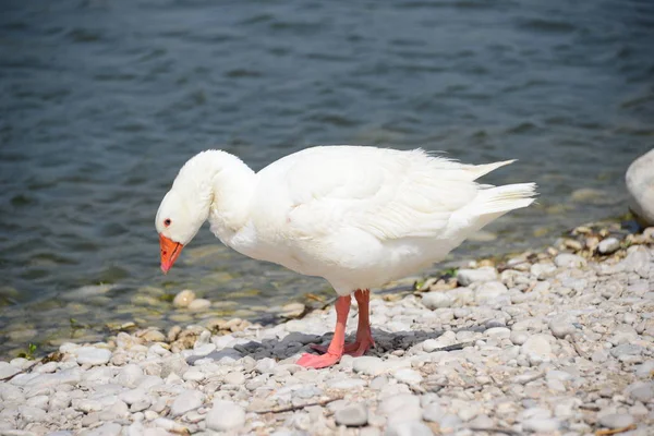 Gênero Aves Aquáticas Bonitas Anser Espanha — Fotografia de Stock