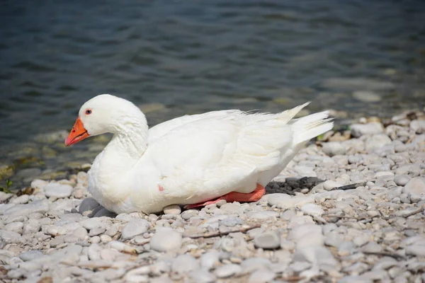 Gans Gänse Auf Dem See Spanien — Stockfoto