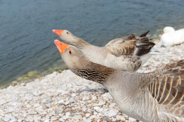 Hermoso Género Aves Acuáticas Anser Dolor — Foto de Stock