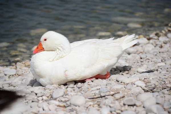 Gans Gänse See Spanien — Stockfoto