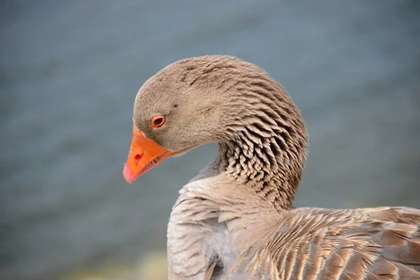 Piękny Rodzaj Ptactwa Wodnego Anser Hiszpanii — Zdjęcie stockowe