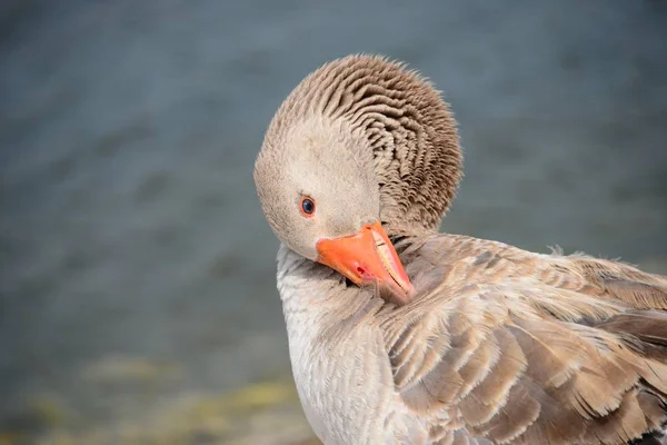 Gênero Aves Aquáticas Bonitas Anser Espanha — Fotografia de Stock