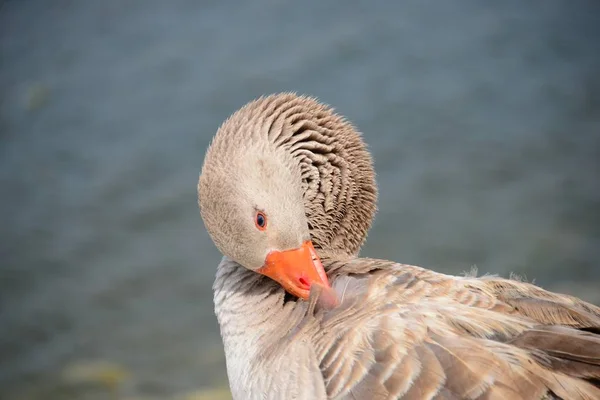 Gênero Aves Aquáticas Bonitas Anser Espanha — Fotografia de Stock