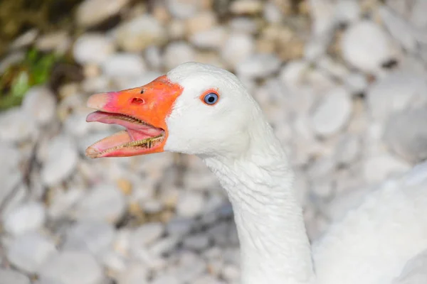 Hermoso Género Aves Acuáticas Anser Dolor —  Fotos de Stock