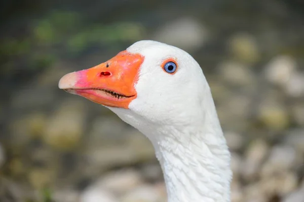 Gyönyörű Vízimadár Nemzetség Anser Spanyolországban — Stock Fotó