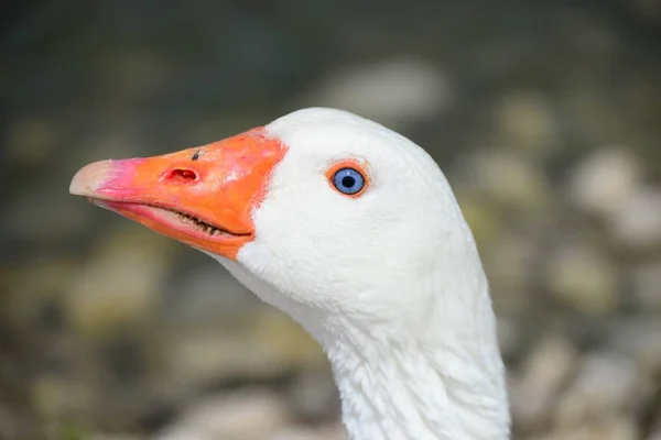 Krásný Vodní Ptactvo Rod Anser Španělsku — Stock fotografie