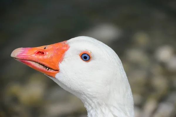 Krásný Vodní Ptactvo Rod Anser Španělsku — Stock fotografie