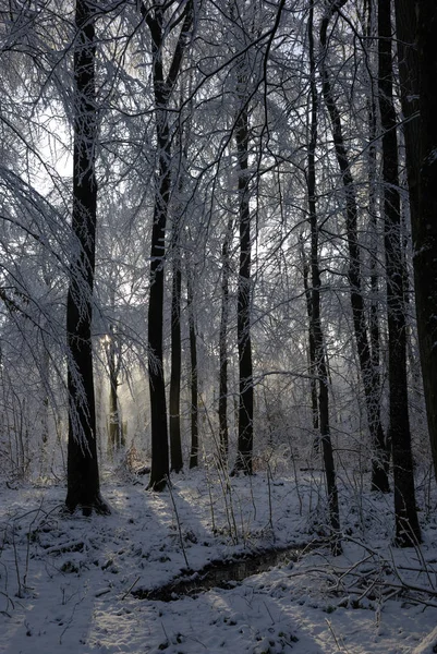 Bosque Invierno Árboles Cubiertos Nieve Una Hermosa Puesta Sol — Foto de Stock