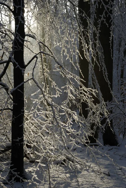 Floresta Inverno Com Neve — Fotografia de Stock