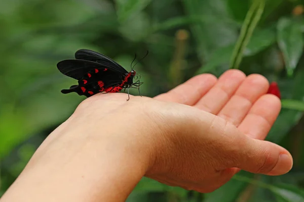 Elinde Pachliopta Aristolochiae Var — Stok fotoğraf