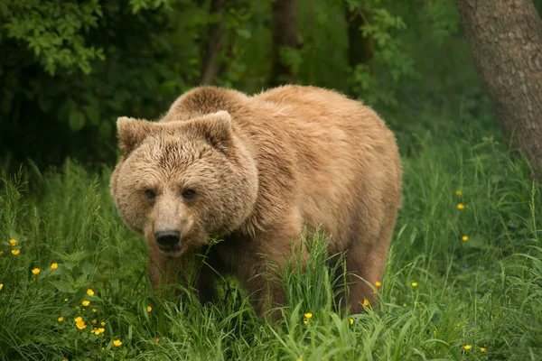 茶色のクマの動物 グリズリー — ストック写真