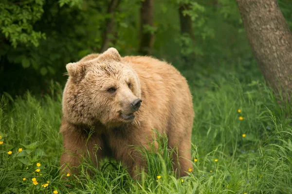 Barna Medve Állat Grizzly — Stock Fotó