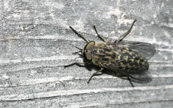 Primer Plano Una Mosca Caballo Tabanus Sudeticus —  Fotos de Stock