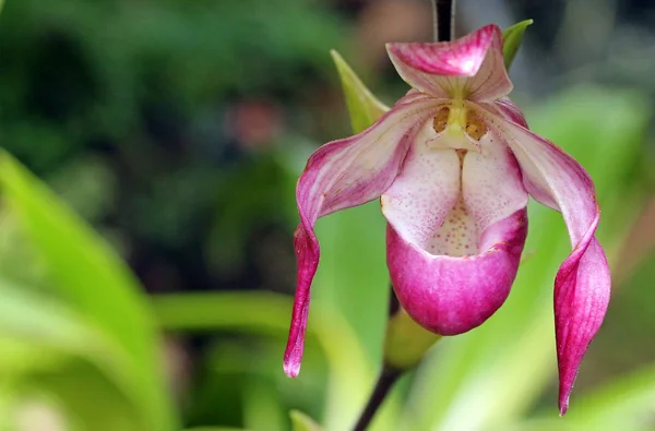 Mooie Orchidee Bloemen Bloeien — Stockfoto