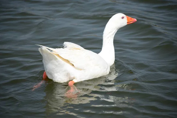 Gênero Anser Aves Aquáticas Espanha — Fotografia de Stock