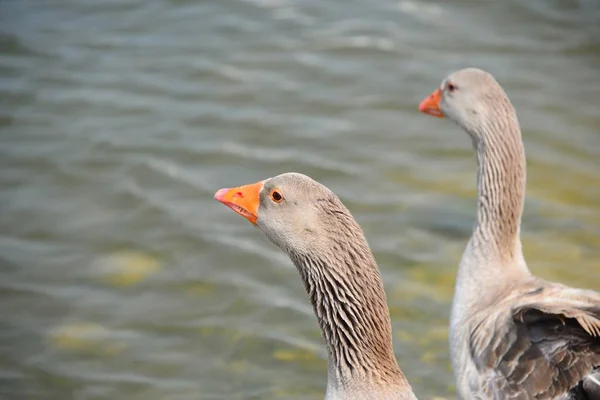 Anser Spanya Daki Kuşu Cinsi — Stok fotoğraf