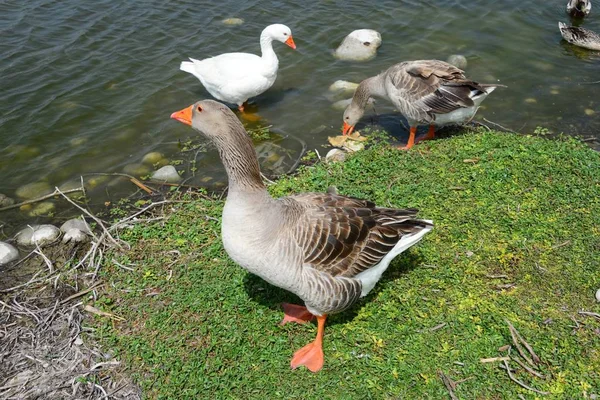 Het Watervogelgeslacht Anser Spanje — Stockfoto