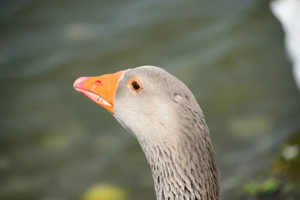 Gênero Anser Aves Aquáticas Espanha — Fotografia de Stock