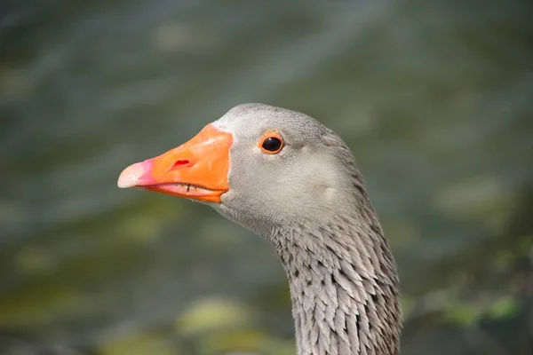 Fågelsläktet Anser Spanien — Stockfoto