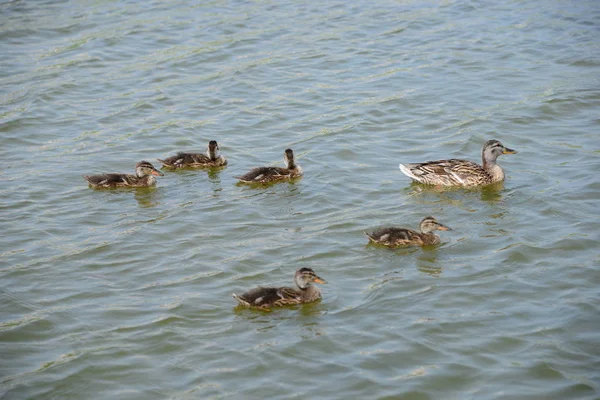 池水及鸭鸟野生生物 自然及动物 — 图库照片