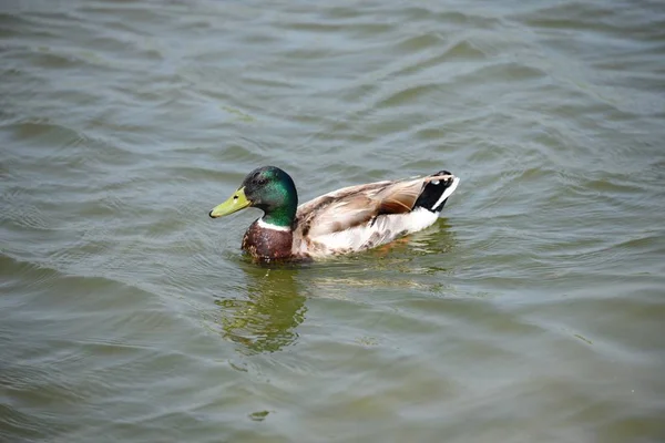 Lagoa Água Pato Aves Vida Selvagem Natureza Fauna — Fotografia de Stock