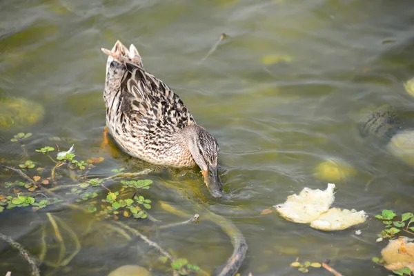 Teichwasser Und Entenvögel Tierwelt Natur Und Fauna — Stockfoto