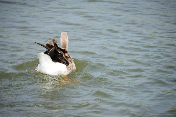 Vijverwater Eendenvogels Het Wild Natuur Fauna — Stockfoto