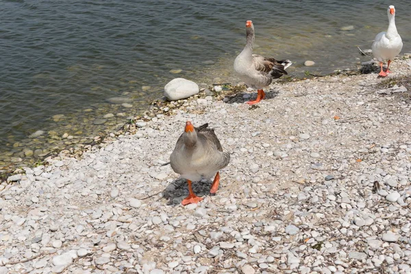 Geese Goose Lake Spain — Stock Photo, Image