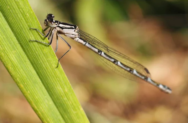 Detailní Makro Pohled Hmyz Vážky — Stock fotografie