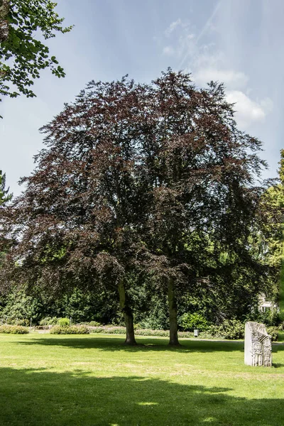 Osamělé Listnaté Stromy Parku — Stock fotografie