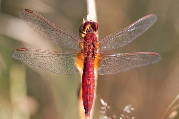 Detailní Makro Pohled Hmyz Vážky — Stock fotografie