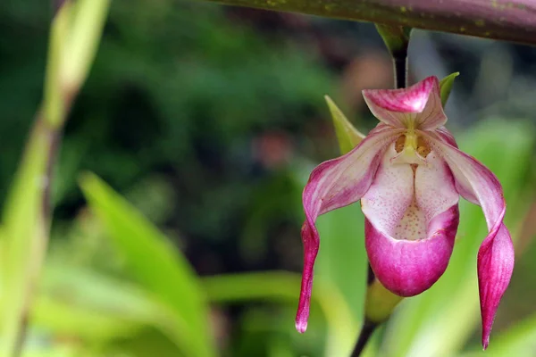 Schöne Orchideenblume Dekorative Pflanze — Stockfoto