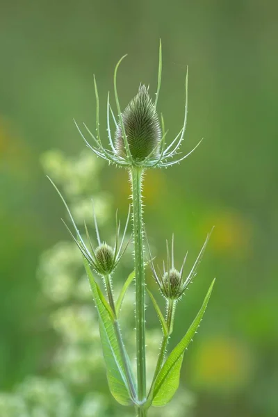 Wild Card Flowering Dipsacus Fullonum Bloom — Stock Photo, Image