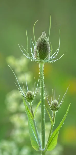 Theelepel Voor Bloei Dipsacus Fullonum Voor Bloei — Stockfoto