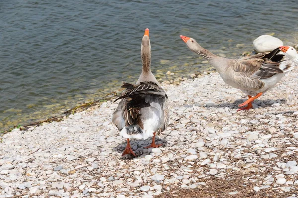 Die Wasservogelgattung Anser Spanien — Stockfoto