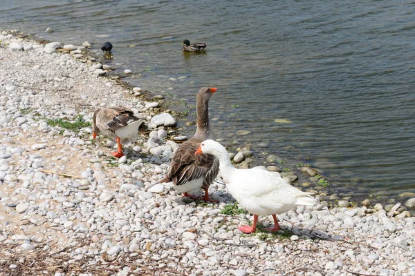 Gênero Anser Aves Aquáticas Espanha — Fotografia de Stock