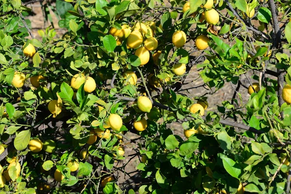 Лимонное Дерево Испания — стоковое фото