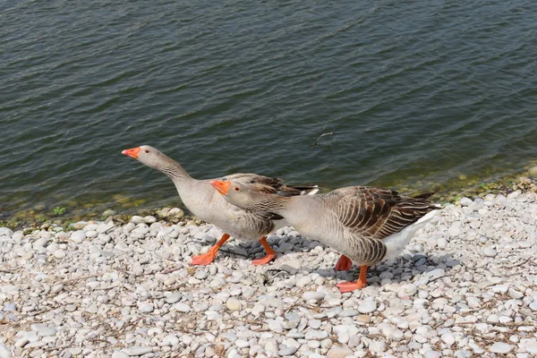 Goose Goose Lake Ισπανία — Φωτογραφία Αρχείου