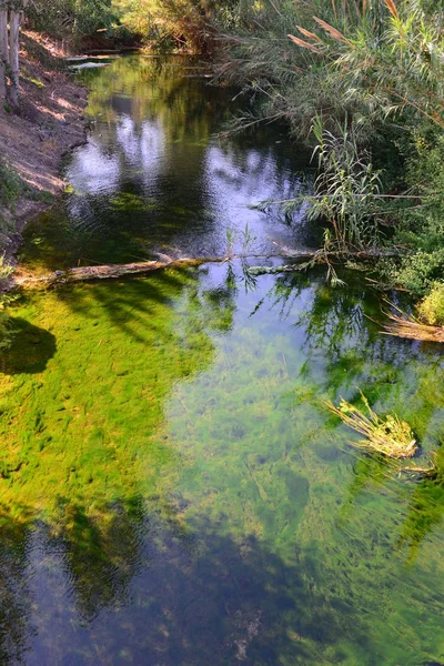 Stockenten Spain — Stok Foto