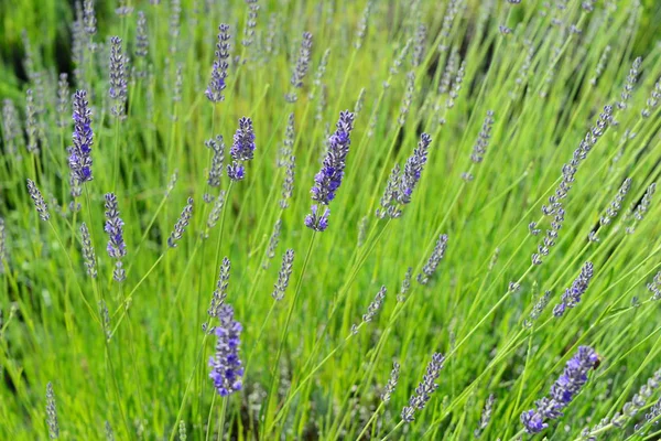 Violeta Lavanda Flores Flores Roxas — Fotografia de Stock