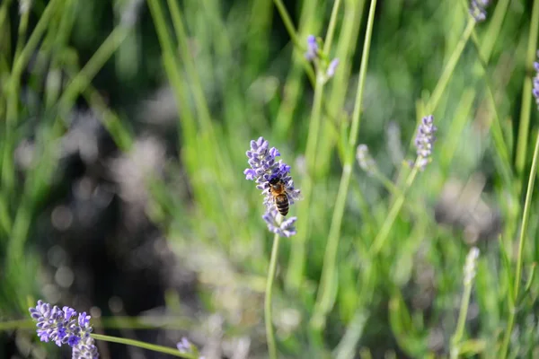 Violeta Flores Lavanda Flores Púrpuras — Foto de Stock