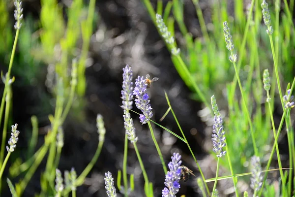 Paarse Lavendelbloemen Paarse Bloemen — Stockfoto