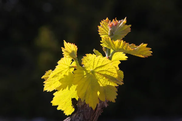 Schöne Botanische Aufnahme Natürliche Tapete — Stockfoto