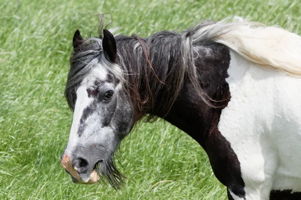 Porträtt Tingeling — Stockfoto