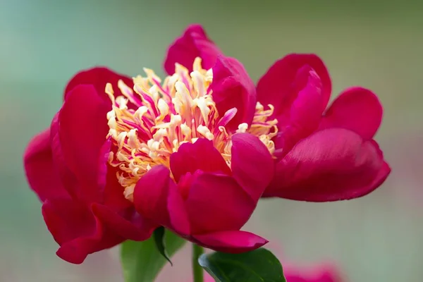 Peony Fresh Flower Petals Garden Flora — Stock Photo, Image